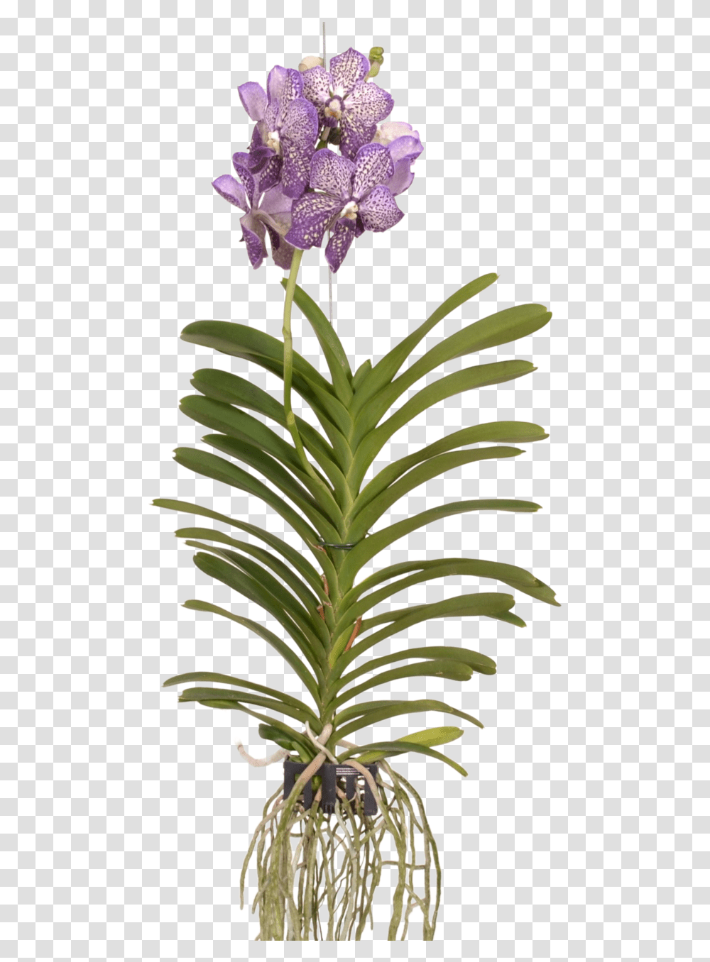 Vanda Lilac Starlight Vanda Lilac Starlight, Plant, Pineapple, Fruit, Food Transparent Png