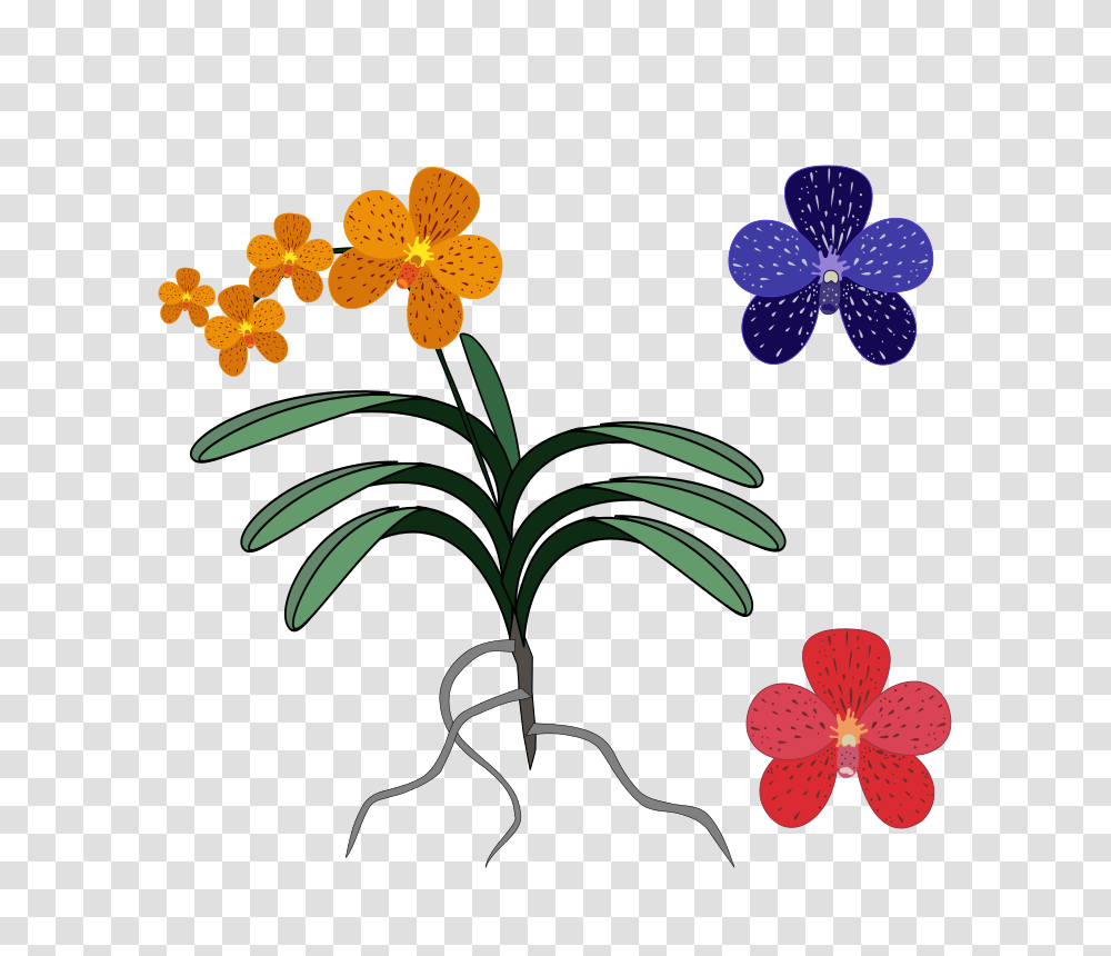 Vanda, Nature, Plant, Flower, Blossom Transparent Png