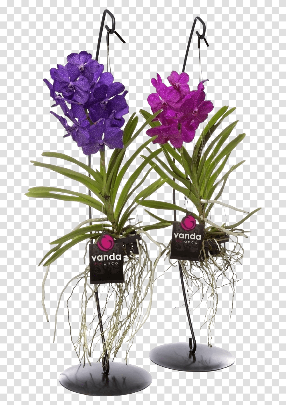 Vanda With Standard Vanda Orchidee, Plant, Flower, Blossom, Flower Arrangement Transparent Png