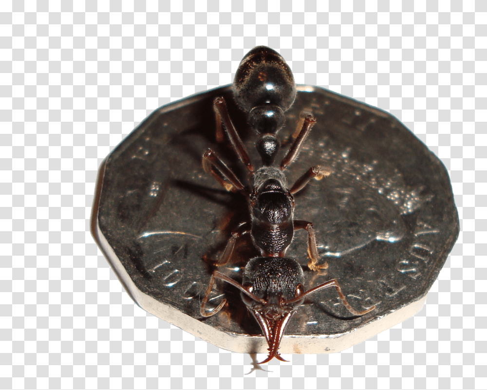 Vanguard Pest Solutions Ant, Spider, Invertebrate, Animal, Arachnid Transparent Png