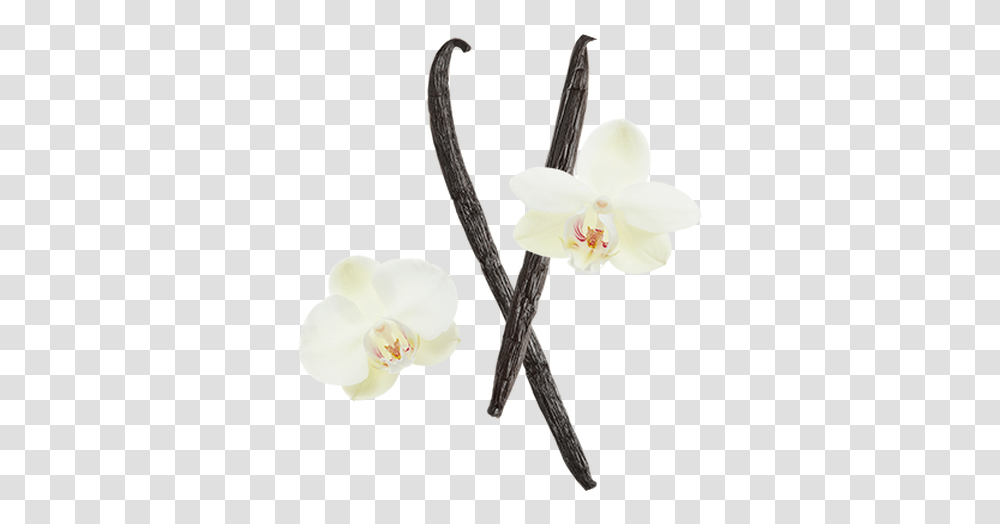 Vanilla Bean Artificial Flower, Plant, Blossom, Orchid Transparent Png