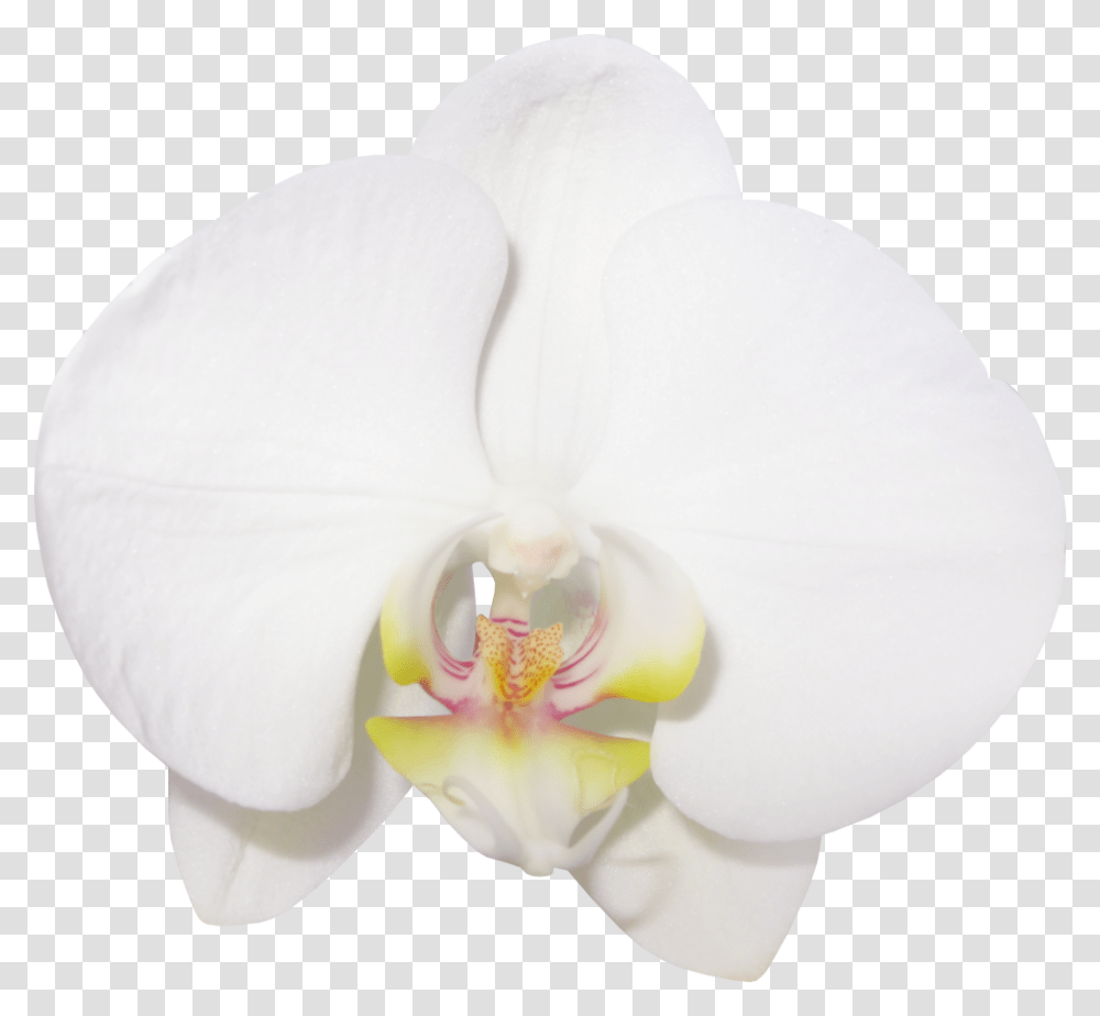 Vanilla Bean Clipart Clip Art Library Vanilla Flowers, Plant, Blossom, Orchid Transparent Png