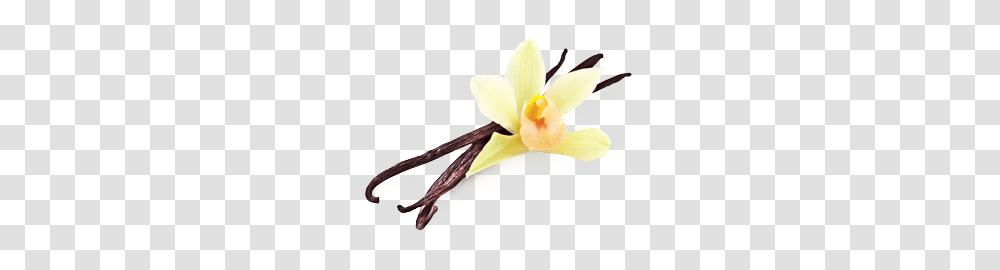 Vanilla Bean Clipart, Plant, Petal, Flower, Blossom Transparent Png