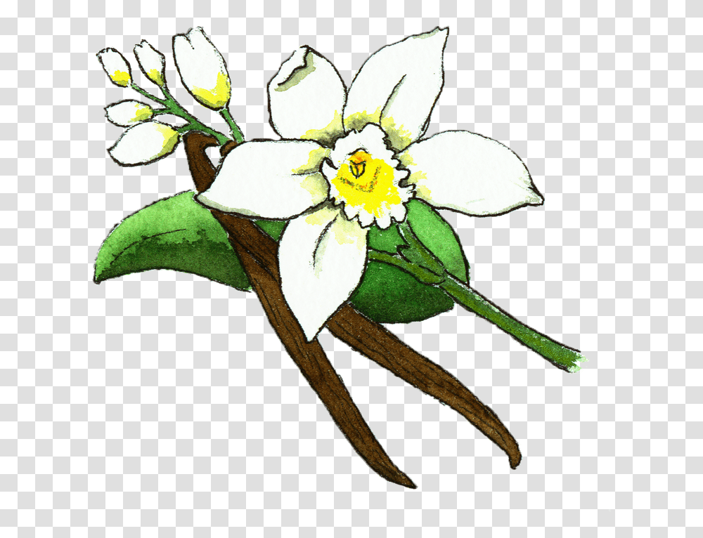 Vanilla Bean Flower Illustration Flower Vanilla Bean Vanilla, Plant, Floral Design, Pattern, Graphics Transparent Png
