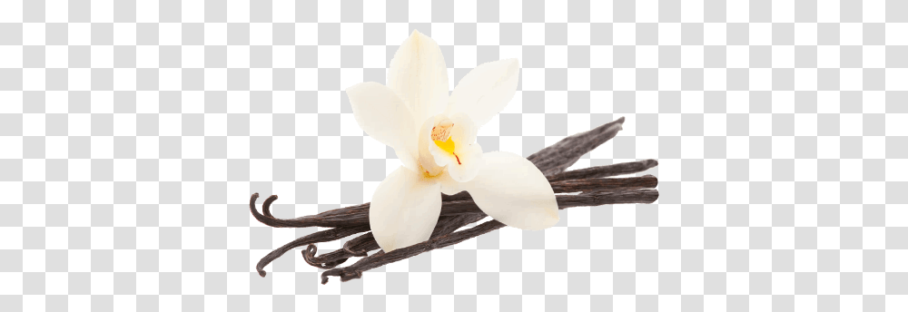 Vanilla Bean Flower Vanilla Bean Buttercream Scentsy, Plant, Blossom, Orchid, Bird Transparent Png