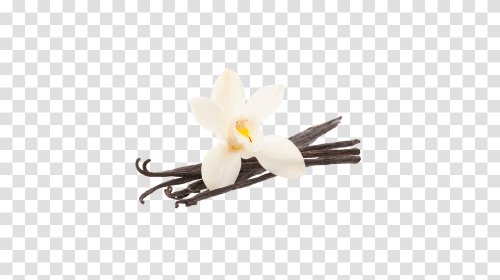 Vanilla Bean Free Download, Plant, Flower, Blossom, Hair Slide Transparent Png