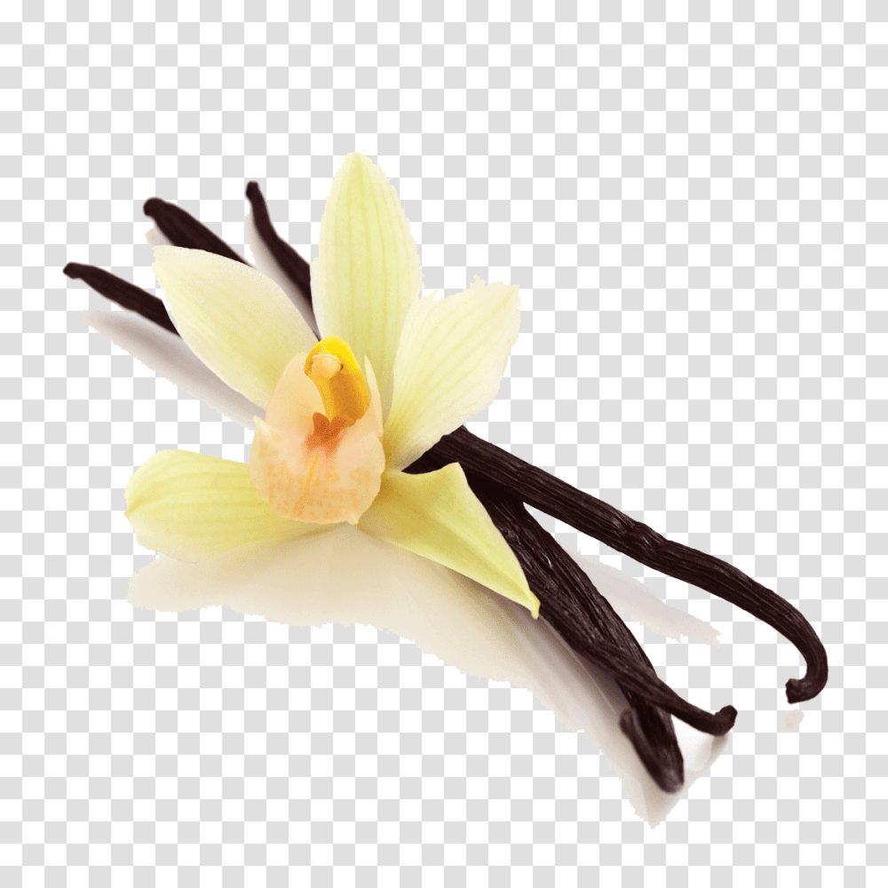 Vanilla Bean Picture, Plant, Flower, Blossom, Petal Transparent Png