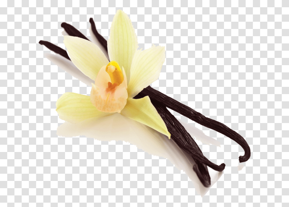 Vanilla Bean Picture Vanilla Beans, Plant, Flower, Blossom, Bird Transparent Png