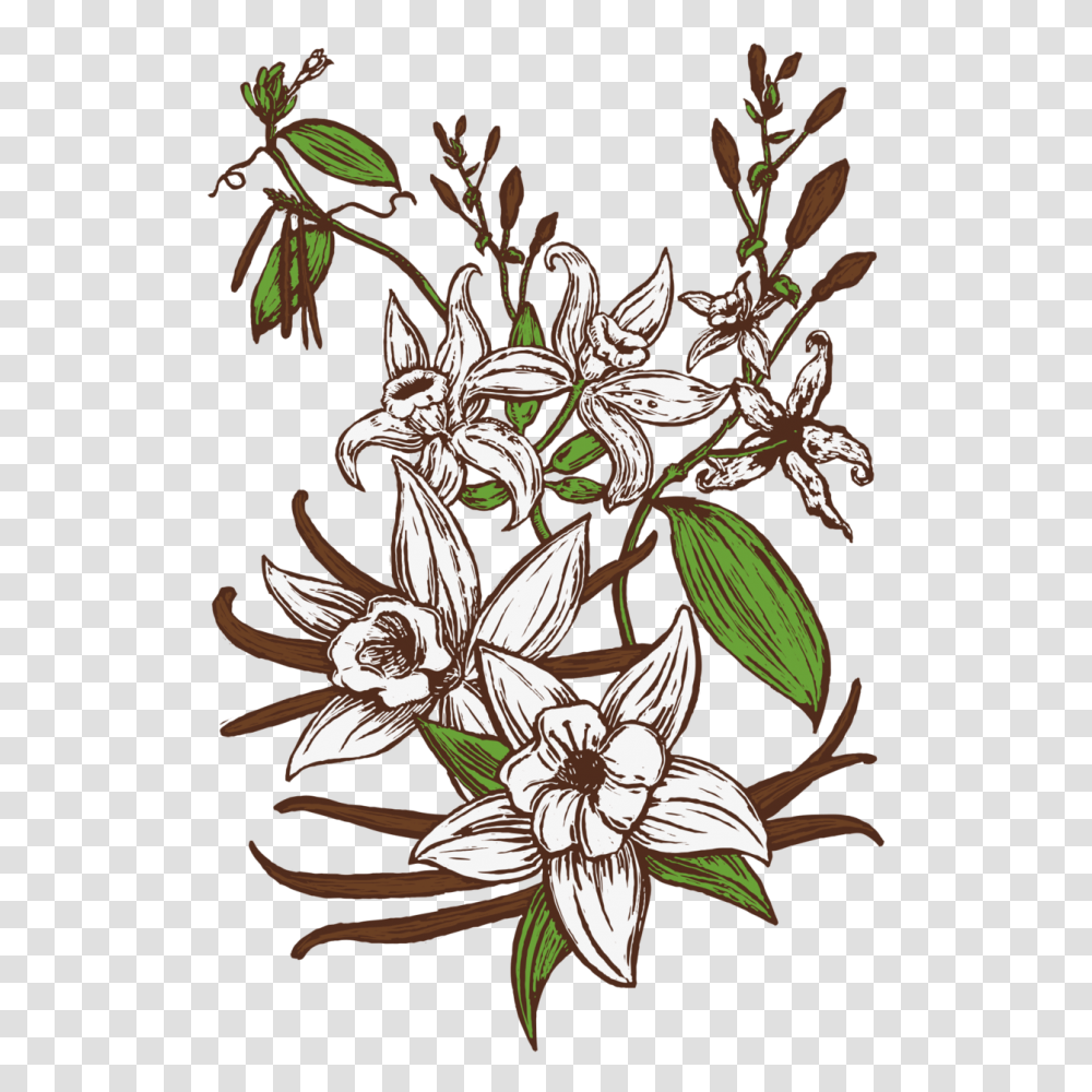 Vanilla Bean Stout Avery Brewing Co, Plant, Floral Design, Pattern Transparent Png