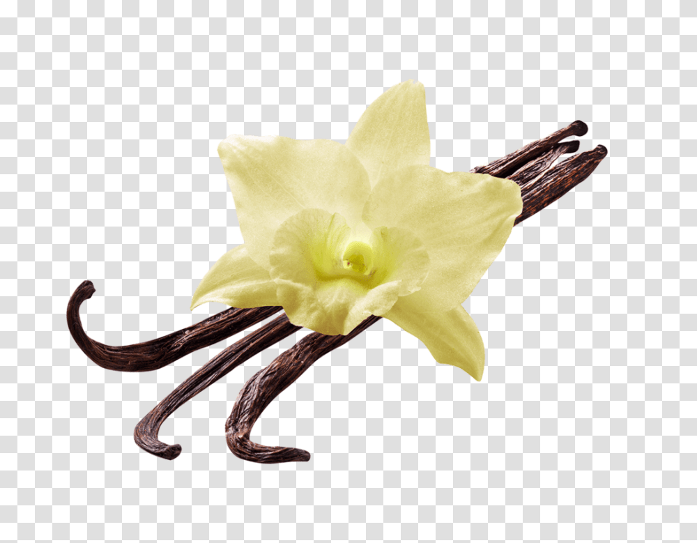 Vanilla Beans, Plant, Flower, Blossom, Daffodil Transparent Png