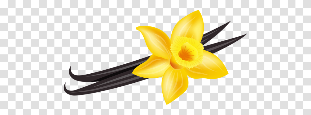 Vanilla Clip Art, Plant, Flower, Blossom, Daffodil Transparent Png