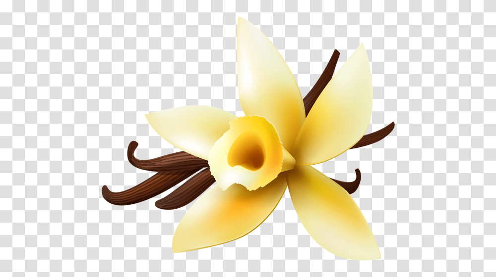 Vanilla Clip Art, Plant, Flower, Blossom, Petal Transparent Png