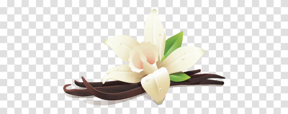 Vanilla Flower And Three Beans Vanilla Beans Background, Petal, Plant, Blossom, Lily Transparent Png