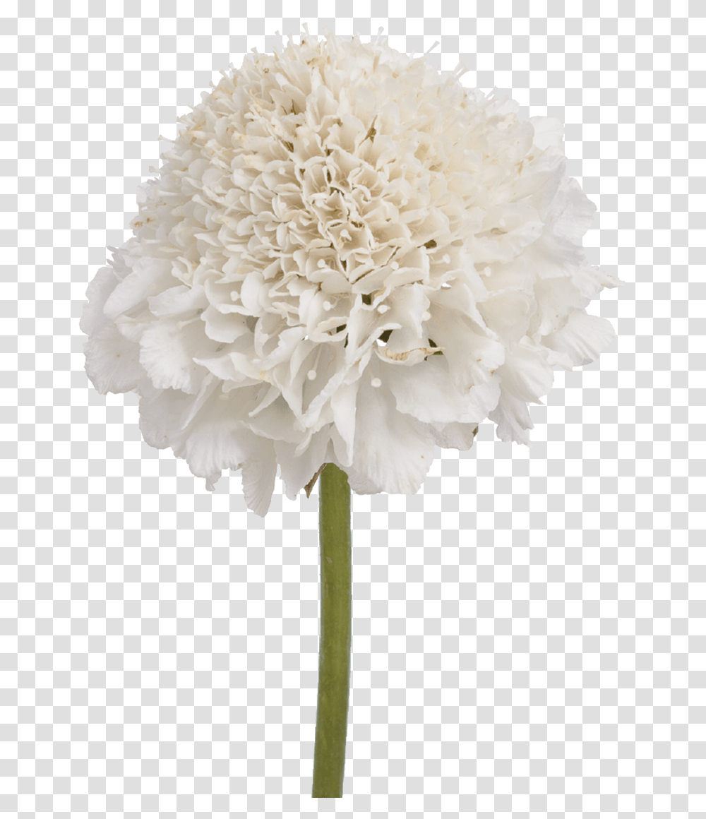 Vanilla Flower Artificial Flower, Plant, Blossom, Carnation, Peony Transparent Png
