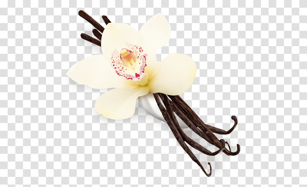 Vanilla Flower Background Vanilla, Plant, Cream, Dessert, Food Transparent Png