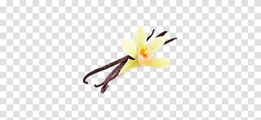 Vanilla Flower Beans, Plant, Petal, Orchid, Anther Transparent Png