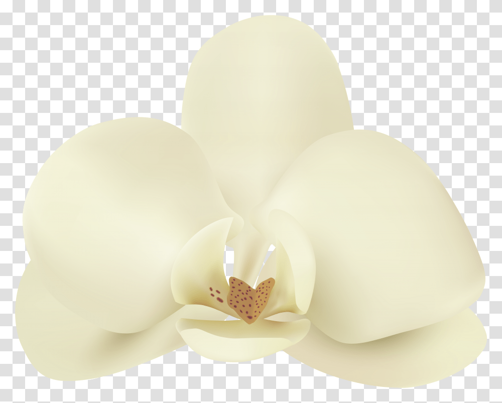 Vanilla Flower Clip Art Image, Plant, Blossom, Orchid Transparent Png