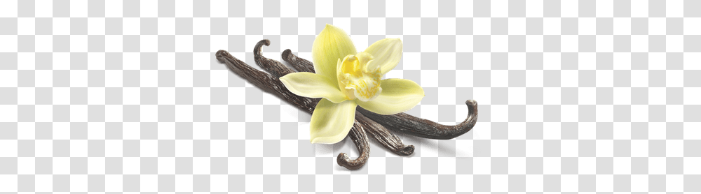 Vanilla Flower Closeup Vanilla Bean Flower, Plant, Petal, Dahlia, Daffodil Transparent Png