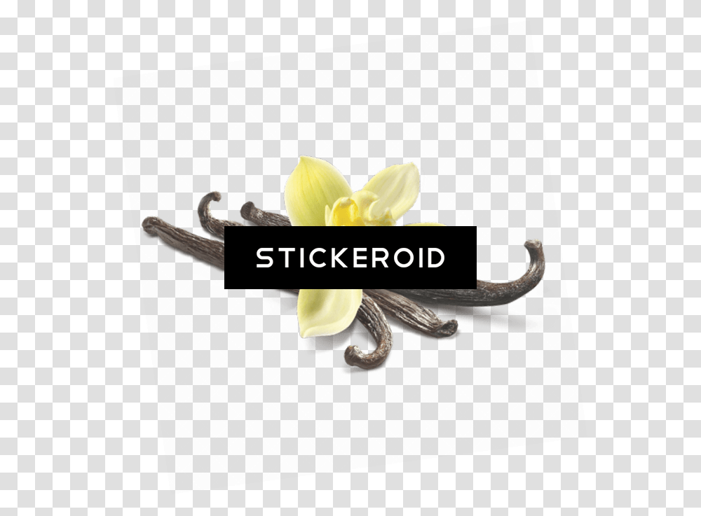 Vanilla Flower Free Clip Art With A Artificial Flower, Plant, Petal, Daffodil, Amaryllidaceae Transparent Png