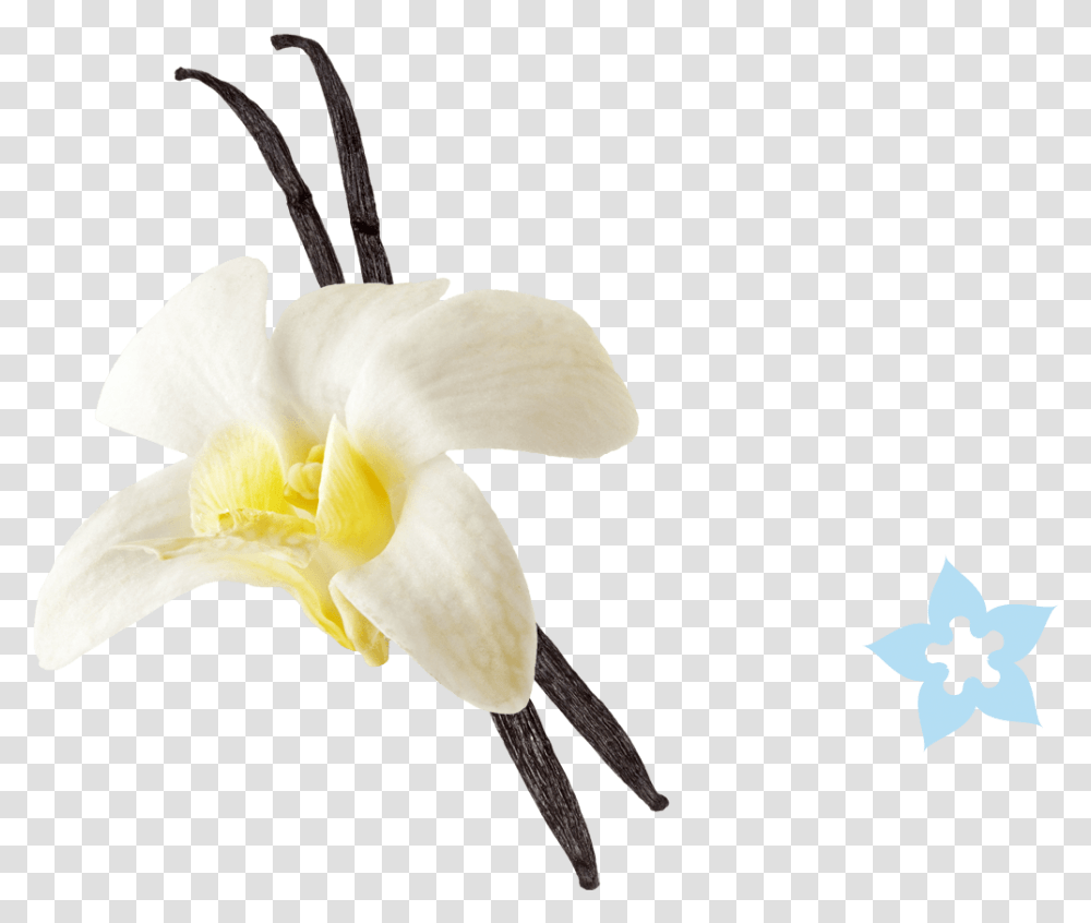 Vanilla Flower Picture Vanilla Ice Cream With Vanilla Flower, Plant, Blossom, Orchid, Symbol Transparent Png