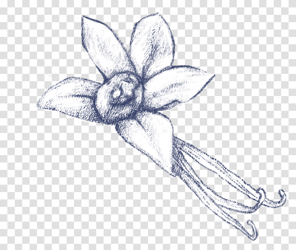 Vanilla Flower Sketch, Cross, Plant, Star Symbol Transparent Png
