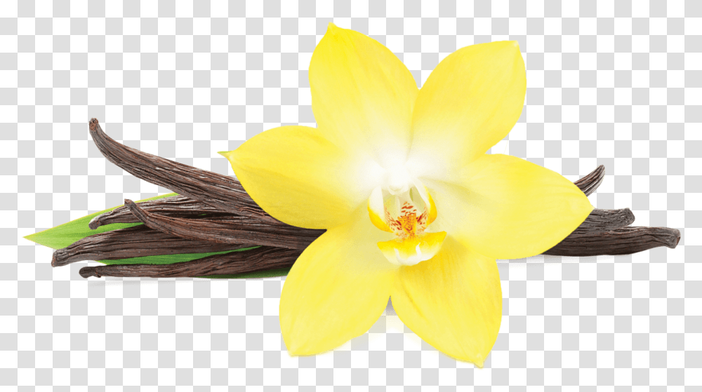 Vanilla Flower Vanilla Flower, Plant, Blossom, Orchid, Daffodil Transparent Png