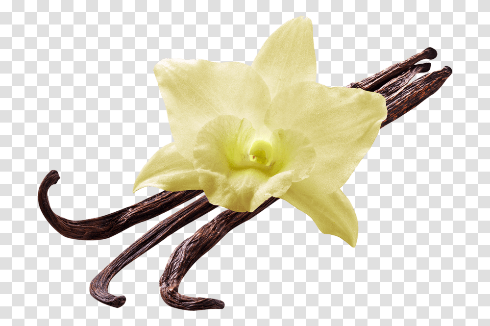 Vanilla Flower Vanilla Flower, Plant, Blossom, Rose, Daffodil Transparent Png