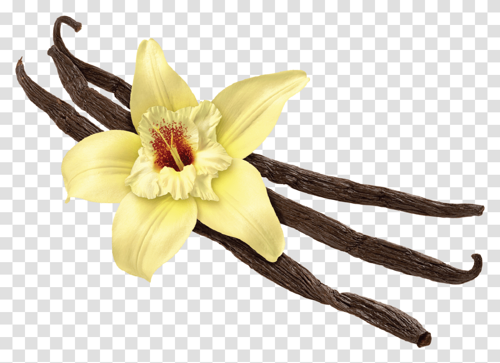 Vanilla Flower Vanilla, Plant, Blossom, Daffodil, Anther Transparent Png