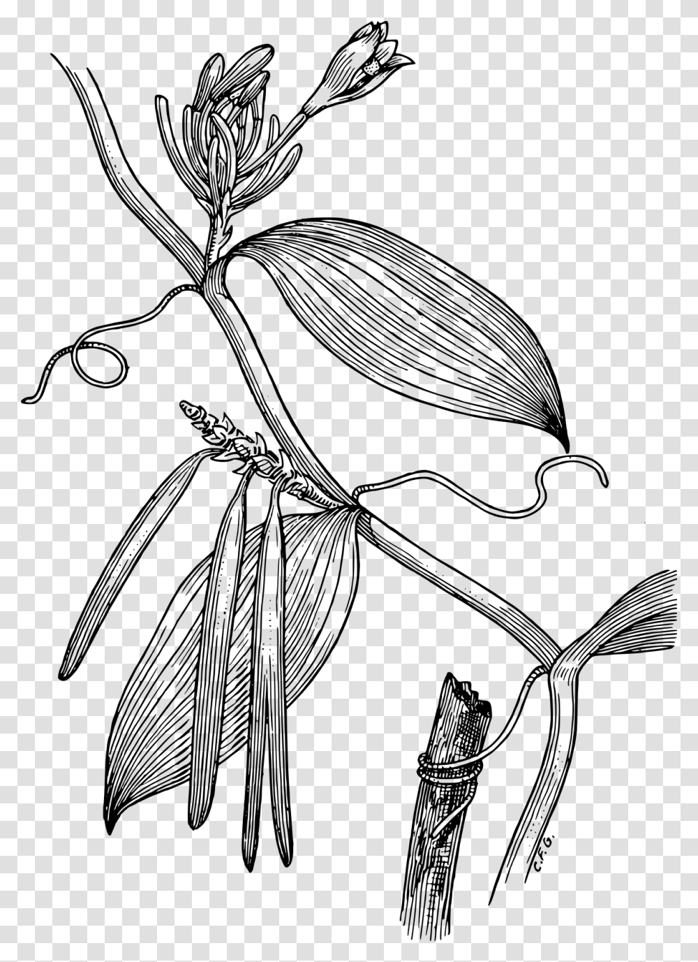 Vanilla, Gray, World Of Warcraft Transparent Png