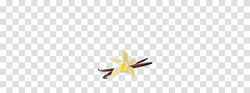 Vanilla Ice Cream Pint Dazs, Plant, Flower, Blossom, Daffodil Transparent Png