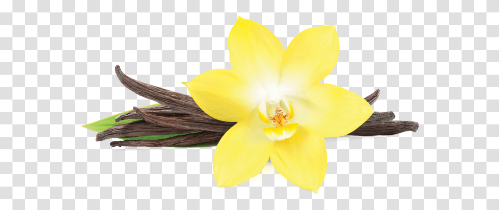 Vanilla Pluspng Vanilla Flower Picture, Plant, Blossom, Orchid, Daffodil Transparent Png