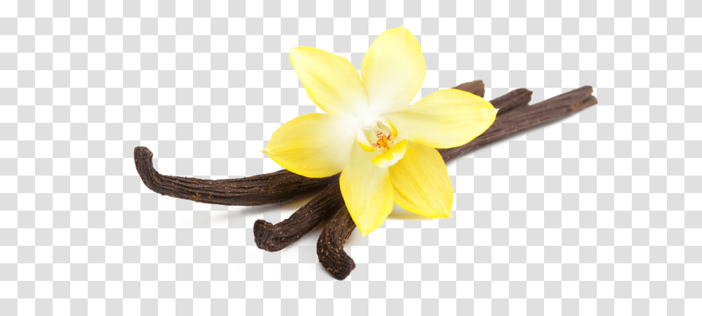 Vanilla Pluspng Vanilla, Plant, Flower, Blossom, Daffodil Transparent Png