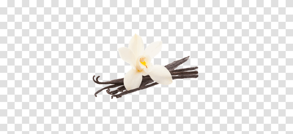 Vanilla Powder, Plant, Flower, Blossom, Petal Transparent Png