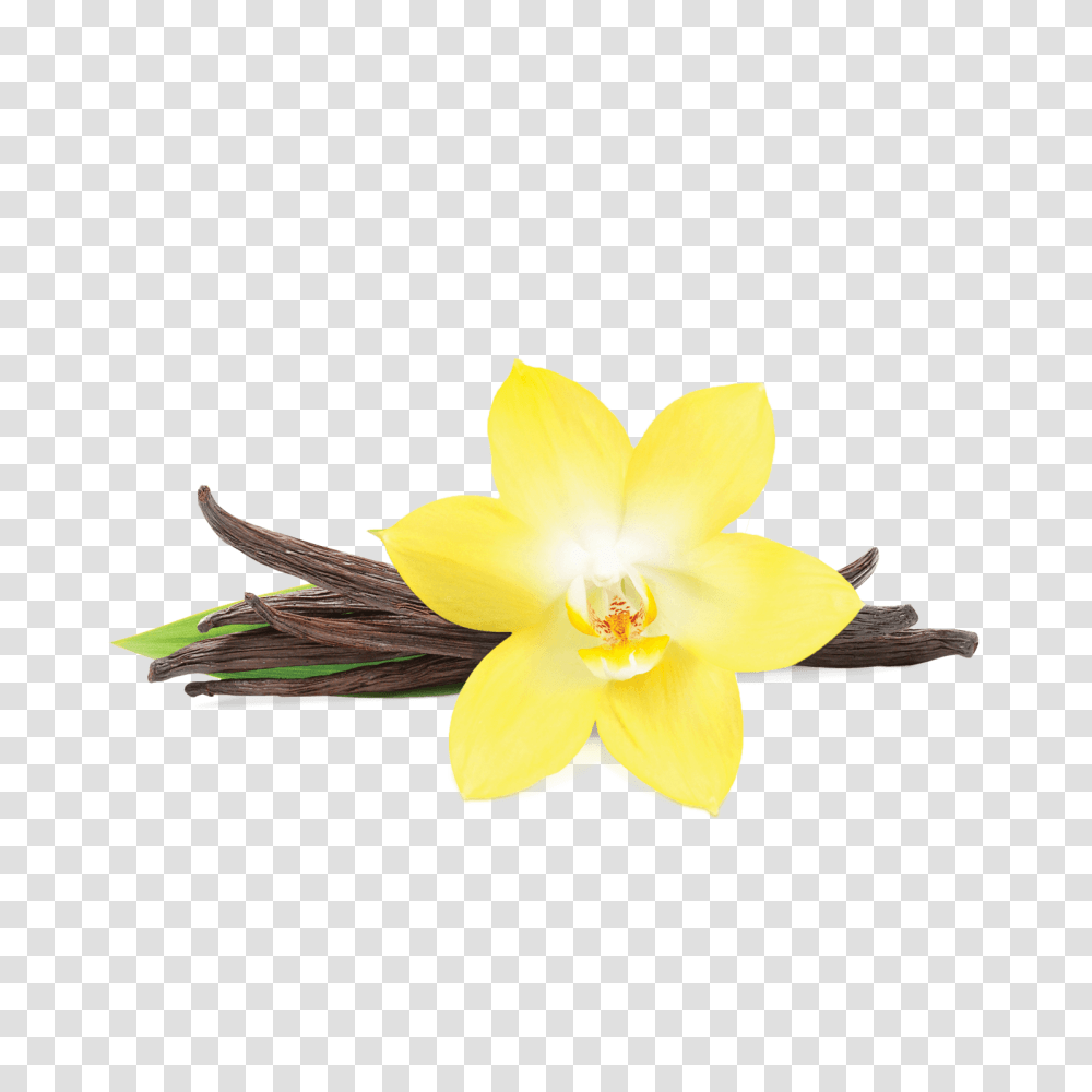 Vanilla Vanilla Images, Plant, Flower, Blossom, Daffodil Transparent Png