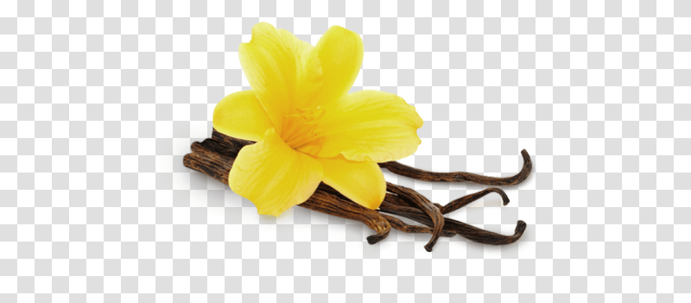 Vanille Vanille, Plant, Flower, Blossom, Petal Transparent Png