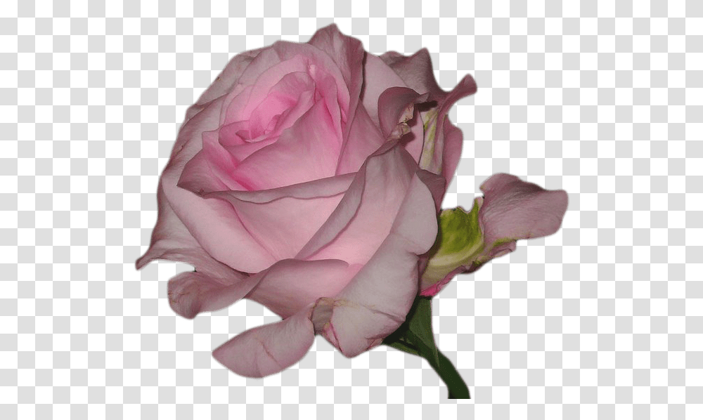 Vaporwave Flower Download Pink Aesthetic Overlay, Rose, Plant, Blossom, Petal Transparent Png