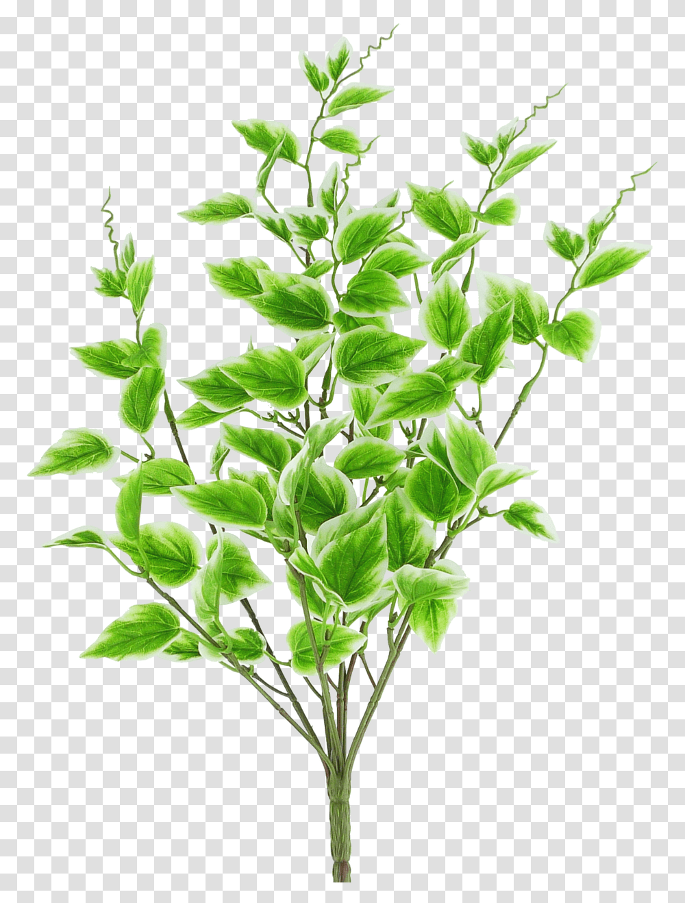 Variegated Vinca Spray Houseplant, Leaf, Vegetation, Green, Weed Transparent Png