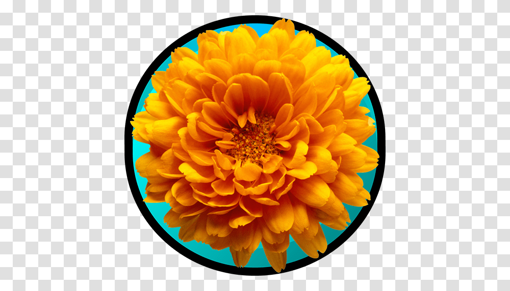 Varieties Of Chrysanthemum Appstore For Android, Dahlia, Flower, Plant, Blossom Transparent Png