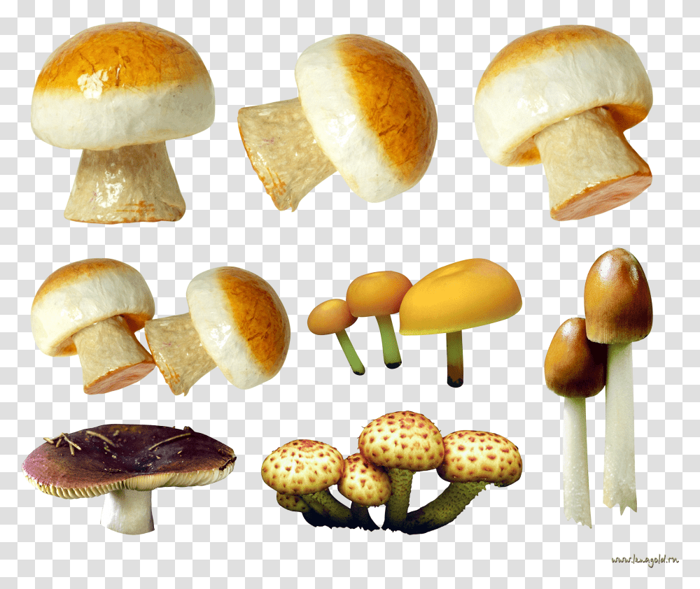 Variety Of Mushrooms Image Mushroom, Plant, Fungus, Amanita, Agaric Transparent Png