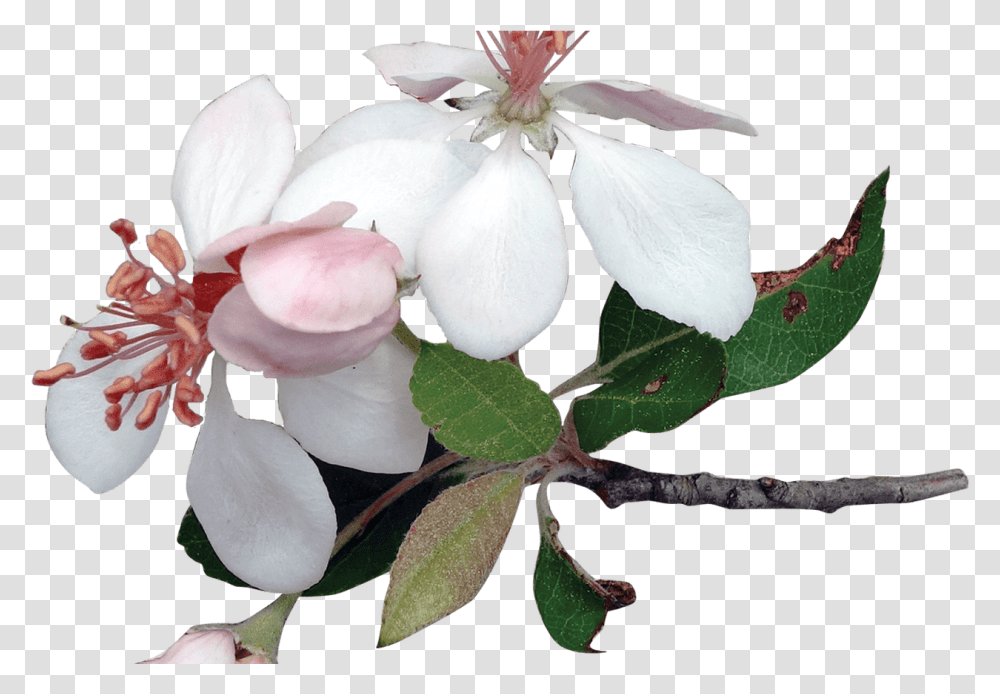 Various Flowers Images Stickpng Apple Tree Blossoms, Plant, Acanthaceae, Geranium, Petal Transparent Png
