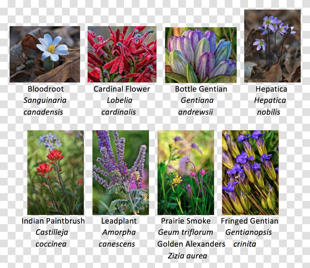 Various Native Wildflowers Native Iowa Prairie Plants, Collage, Poster, Advertisement, Purple Transparent Png