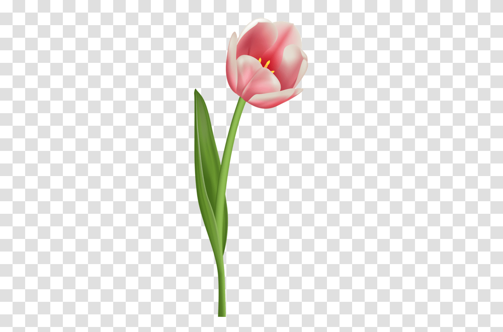 Various Pics Flowers Tulips, Plant, Blossom Transparent Png