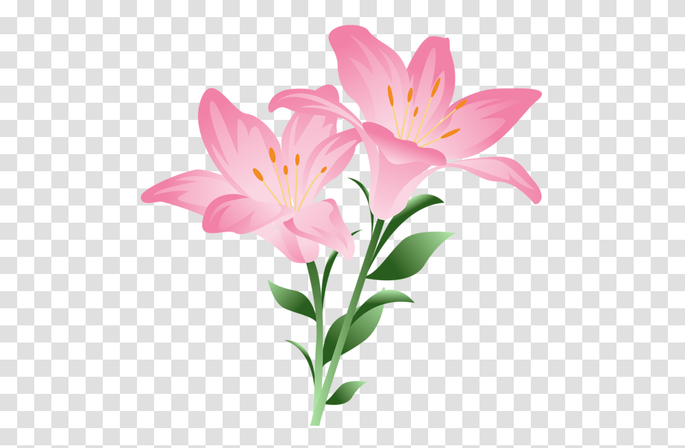Various Pics Lilium Flowers, Plant, Blossom, Lily, Anther Transparent Png