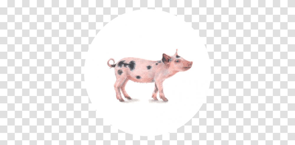 Vark - Paintings For Ants Domestic Pig, Mammal, Animal, Hog, Boar Transparent Png