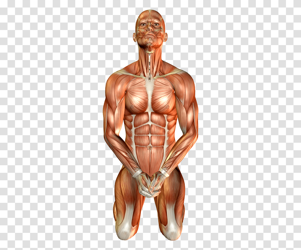 Varma Kalai Points Tamil, Torso, Person, Human, Stomach Transparent Png