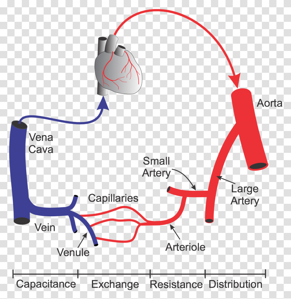 Vascular Network Highway And Circulatory System, Dynamite, Bomb, Weapon, Weaponry Transparent Png
