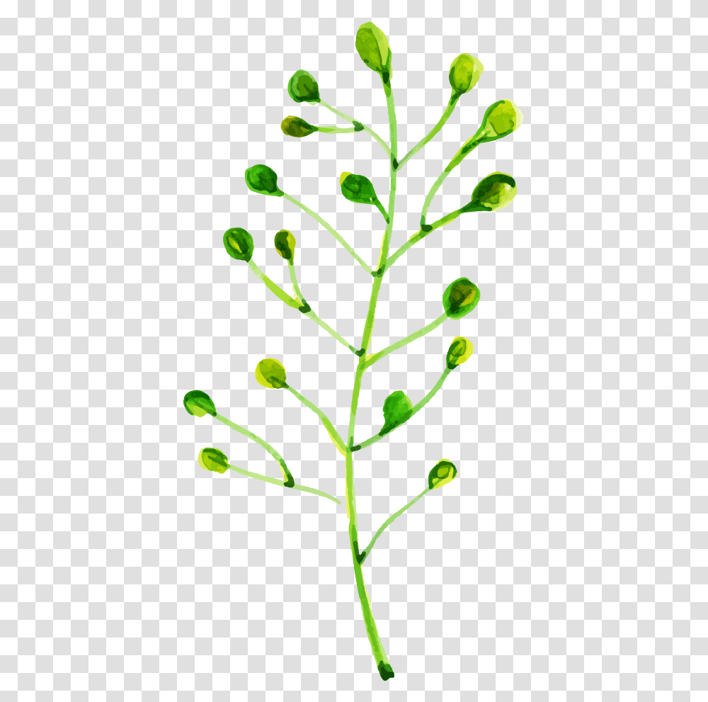 Vascular Plant, Bud, Sprout, Flower, Green Transparent Png