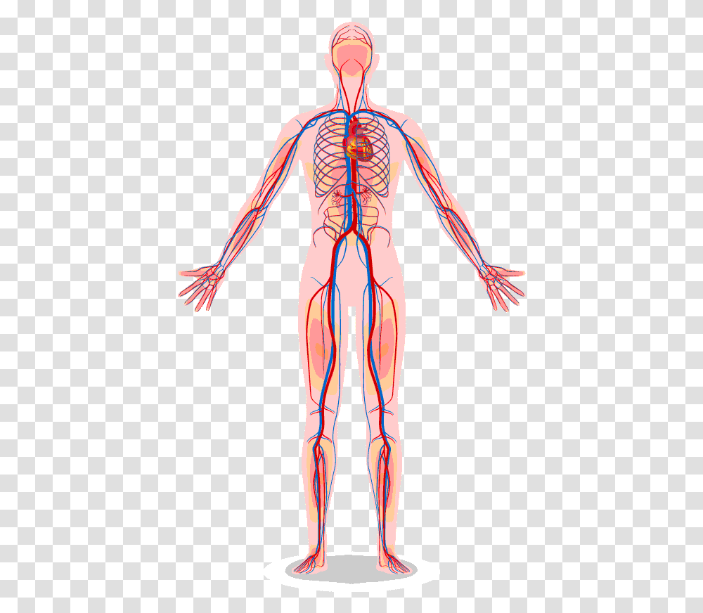 Vascular System Human Heart Body Diagram, Veins, Person, Skeleton, Neck Transparent Png