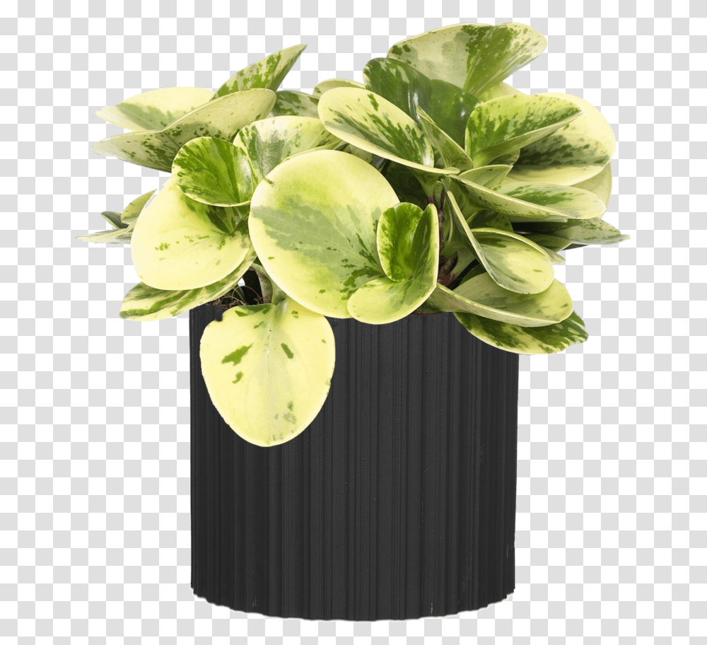 Vase, Leaf, Plant, Flower, Blossom Transparent Png