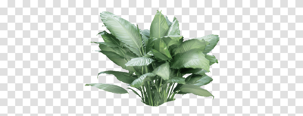 Vase, Leaf, Plant, Green, Annonaceae Transparent Png